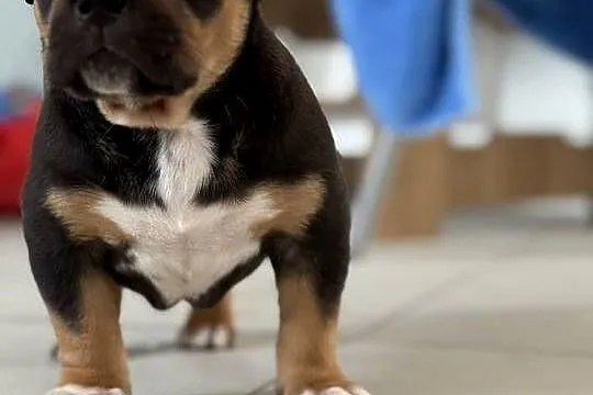 Szczeniak american bully xl, Mazowieckie, Iłża