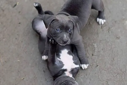 Pit Bull, Wielkopolskie, Poznań