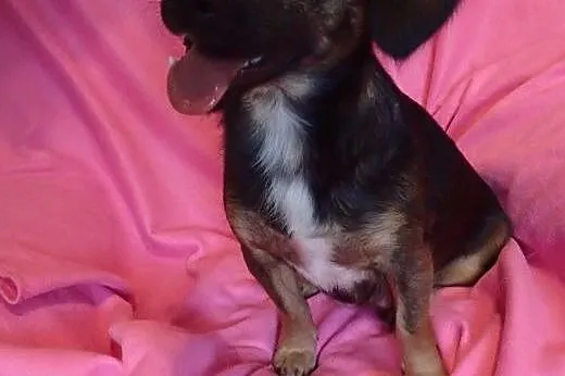 Zosia- mała sunia do adopcji ,  mazowieckie Warszawa