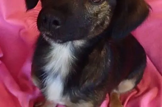 Zosia- mała sunia do adopcji ,  mazowieckie Warsza