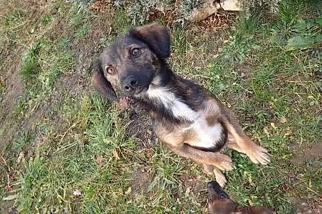 Zosia- mała sunia do adopcji ,  mazowieckie Warsza