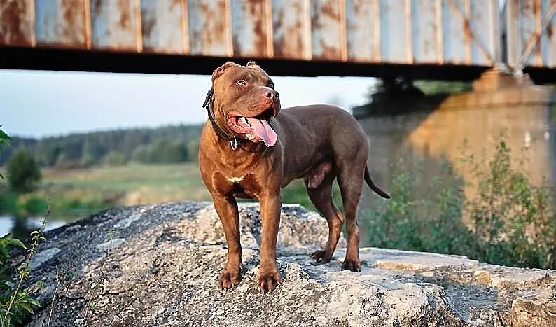Szczenięta Roxa & Jerry