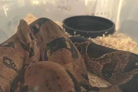 Boa constrictor z terrarium