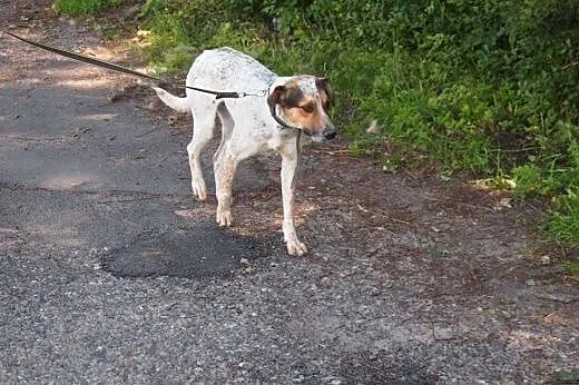 Obi młody aktywny psiak marzy o kochającym domku n