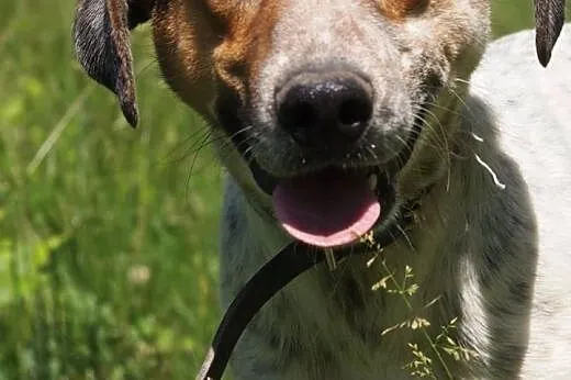 Obi młody aktywny psiak marzy o kochającym domku n
