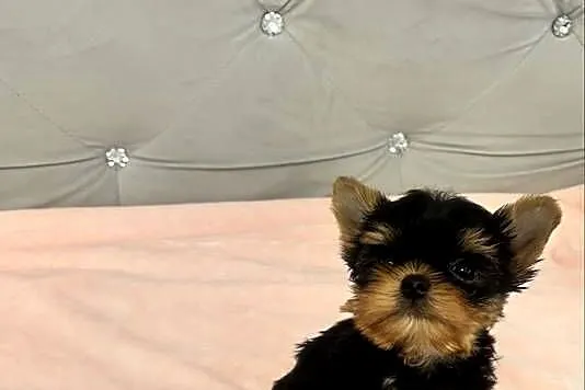 Yorkshire terrier mini