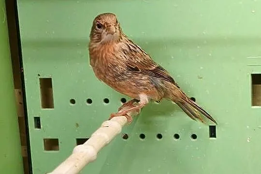 Kanarki sprzedam