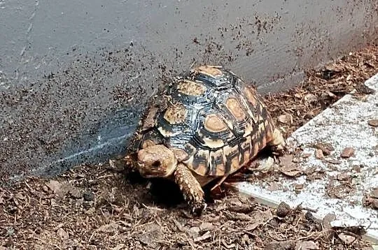 Żółw lądowy | Młody żółw lamparci. Gdańsk