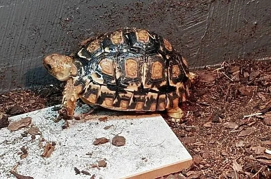 Żółw lądowy | Młody żółw lamparci. Gdańsk, Pomorskie, Gdańsk