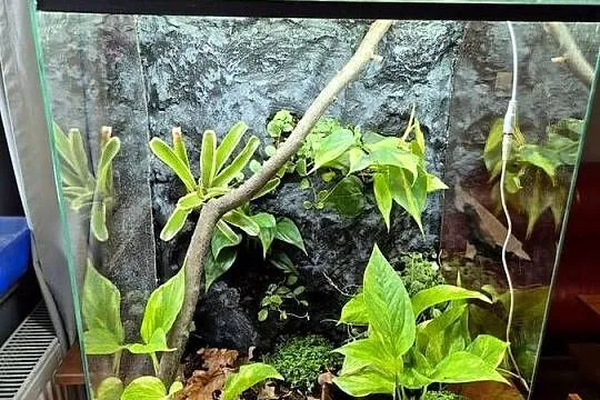 Terrarium Tropikalne 40x40x60