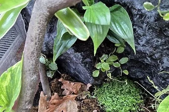 Terrarium Tropikalne 40x40x60, Małopolskie, Oświęcim
