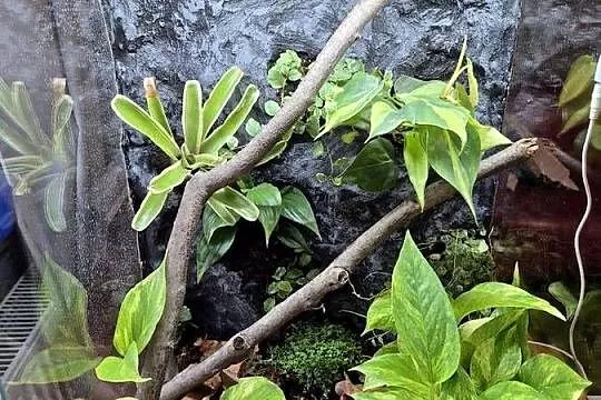 Terrarium Tropikalne 40x40x60, Małopolskie, Oświęcim