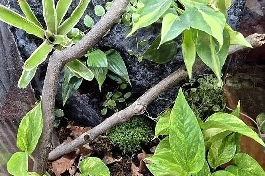 Terrarium Tropikalne 40x40x60, Małopolskie, Oświęcim