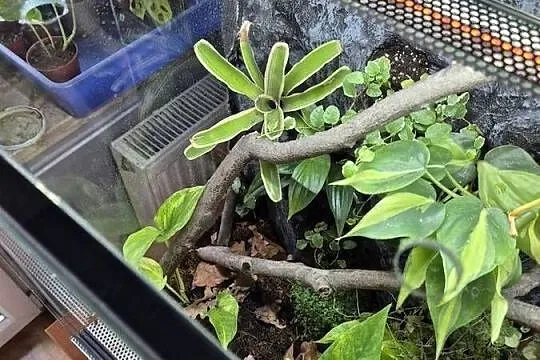 Terrarium Tropikalne 40x40x60, Małopolskie, Oświęcim