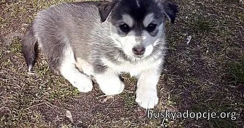 POPPY- wesoły szczeniak mix husky do adopcji, kuj
