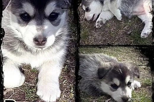 POPPY- wesoły szczeniak mix husky do adopcji,  kuj