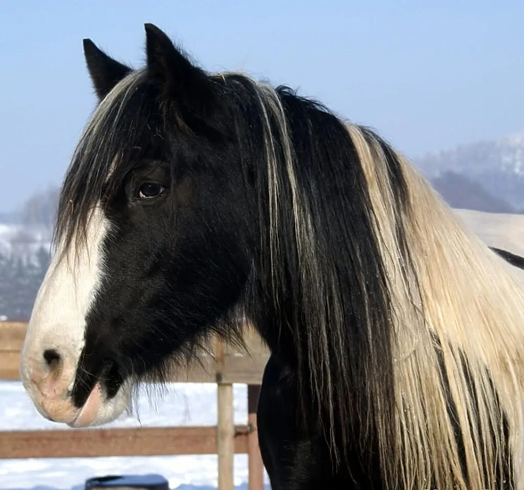Bonita, klacz ur. 2002, TINKER, Cob irlandzki