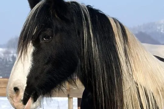 Bonita, klacz ur. 2002, TINKER, Cob irlandzki