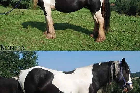 Bonita, klacz ur. 2002, TINKER, Cob irlandzki