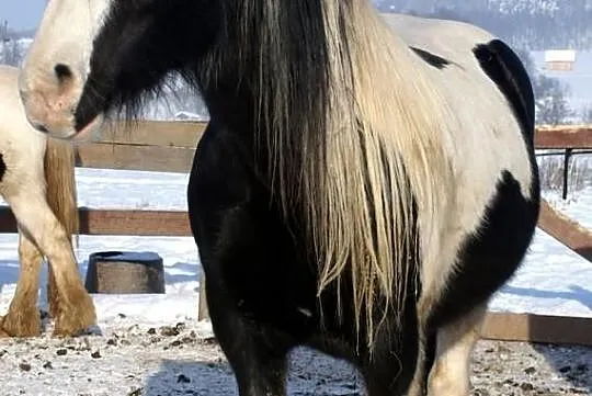 Bonita, klacz ur. 2002, TINKER, Cob irlandzki