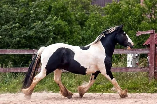 Bonita, klacz ur. 2002, TINKER, Cob irlandzki