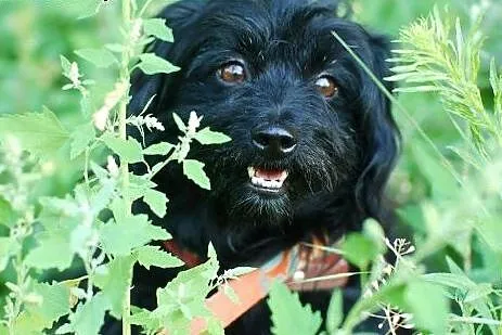 Pikuś- malutki piesek do adopcji,  mazowieckie Warszawa