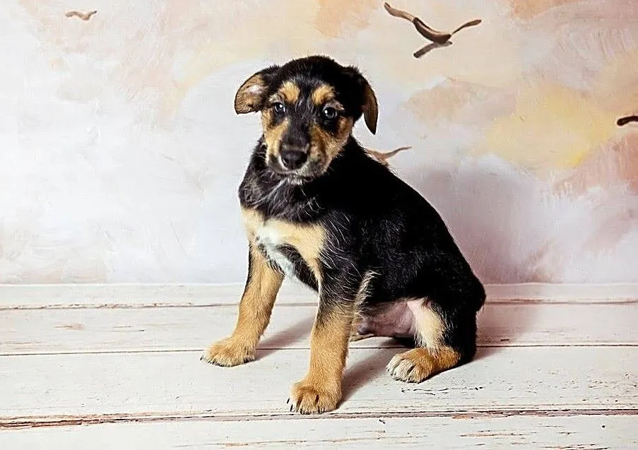 Śliczny rezolutny szczeniaczek poleca się do adopcji, Pomorskie, Gdynia