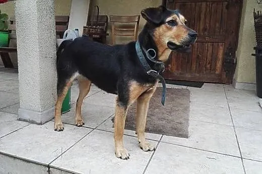 Nutka szuka domu filmik ,  łódzkie Skierniewice