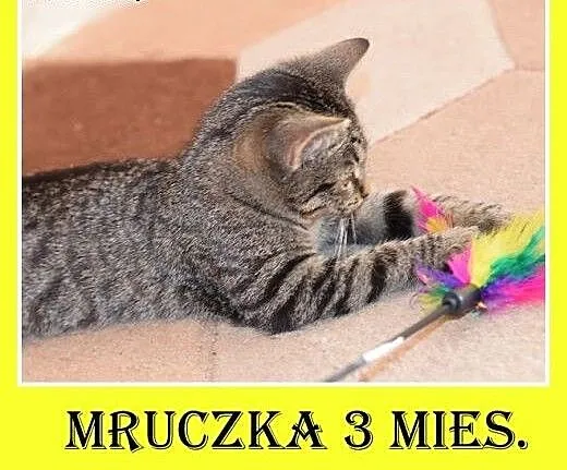 3 mies. kociczka MRUCZKA,tulaśna,mrucząca,kuwetkow