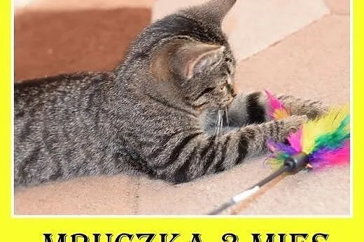 3 mies. kociczka MRUCZKA,tulaśna,mrucząca,kuwetkow
