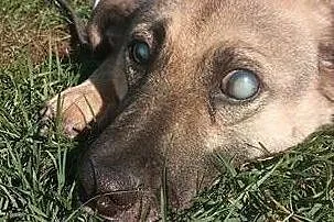 Adoptuj Mikołaja co serce rozbraja!, Małopolskie, Kraków