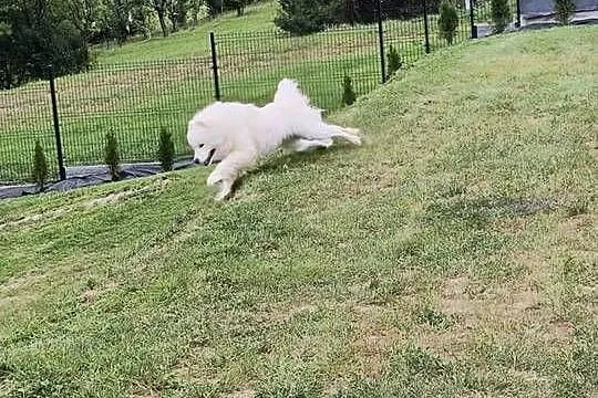 Samoyed pies biały, Małopolskie, Kąclowa
