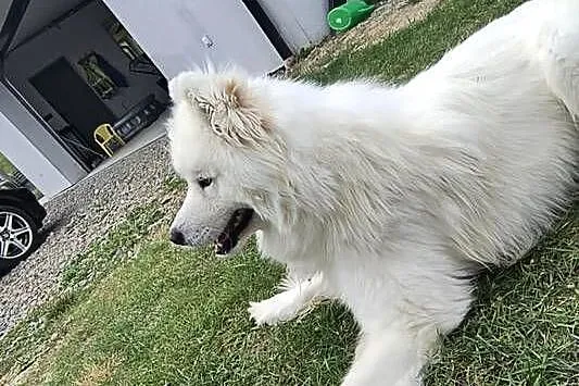 Samoyed pies biały, Małopolskie, Kąclowa