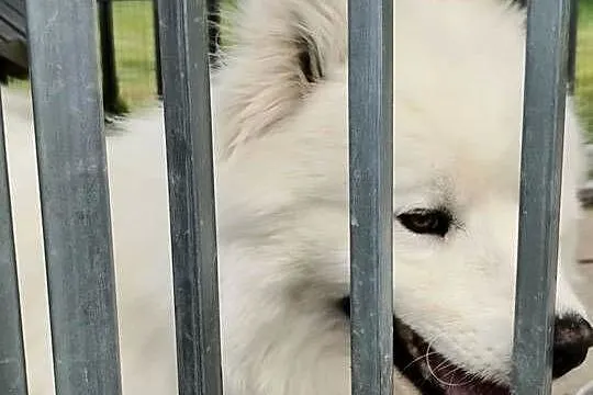 Samoyed pies biały, Małopolskie, Kąclowa