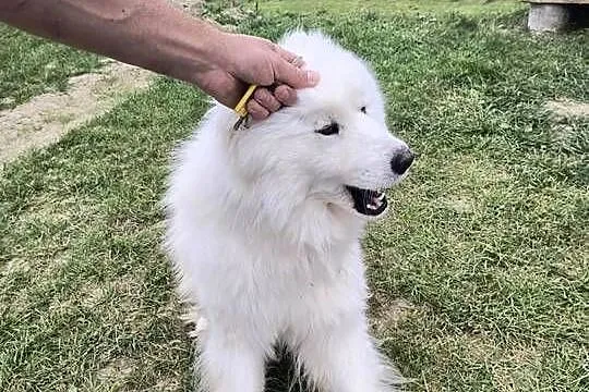 Samoyed pies biały, Małopolskie, Kąclowa