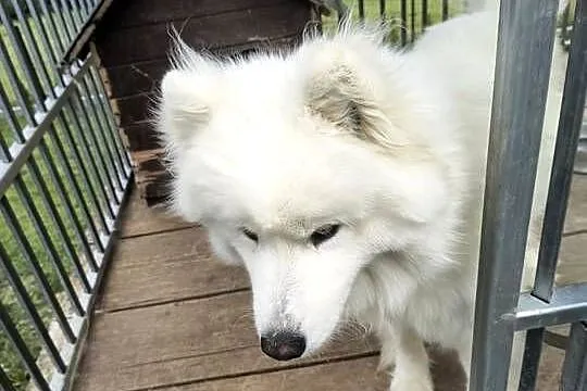 Samoyed pies biały, Małopolskie, Kąclowa