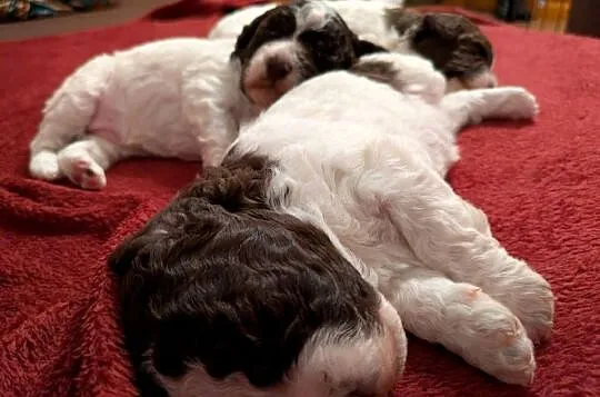 Lagotto Romagnolo szczenięta ZKwP/FCI