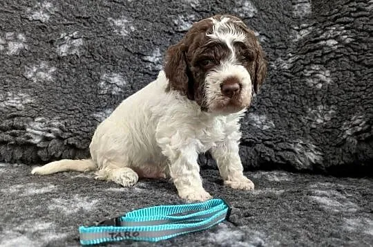 Lagotto Romagnolo szczenięta ZKwP/FCI, Warmińsko-mazurskie, Pasłęk