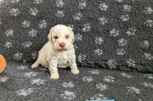 Lagotto Romagnolo szczenięta ZKwP/FCI, Warmińsko-mazurskie, Pasłęk