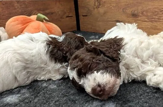 Lagotto Romagnolo szczenięta ZKwP/FCI, Warmińsko-mazurskie, Pasłęk