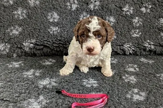 Lagotto Romagnolo szczenięta ZKwP/FCI, Warmińsko-mazurskie, Pasłęk