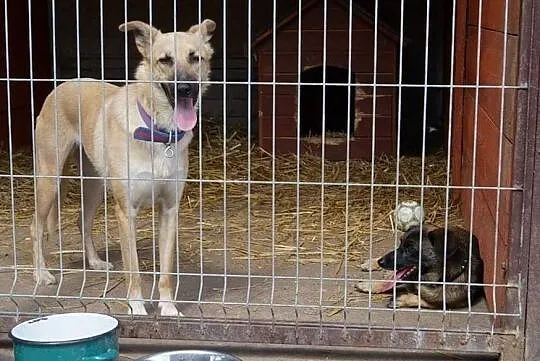 Kocham ludzi dzieci i świat pokochaj mnie i Ty daj mi domek o jakim marzę, Śląskie, Katowice