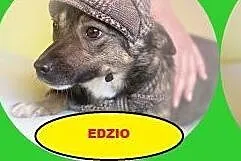 Edzio &#8211; maleństwo wagi piórkowej, szuka 