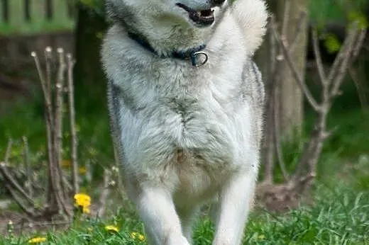 KUSKO- energiczny, inteligentny pies husky do adop,  śląskie Katowice