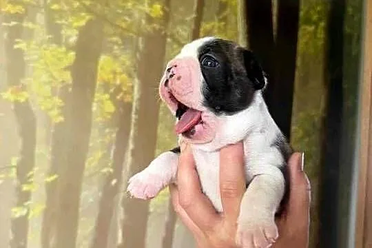 Boston Terrier ZKwP/FCI
