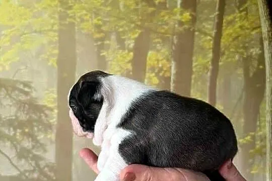 Boston Terrier ZKwP/FCI, Łódzkie, Tomaszów Mazowiecki