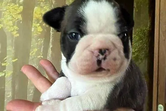 Boston Terrier ZKwP/FCI, Łódzkie, Tomaszów Mazowiecki
