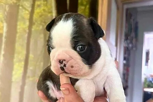 Boston Terrier ZKwP/FCI, Łódzkie, Tomaszów Mazowiecki