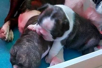 Boston Terrier ZKwP/FCI, Łódzkie, Tomaszów Mazowiecki