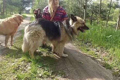 Major cudnyprzyjaciel w typie owczarka,  łódzkie S